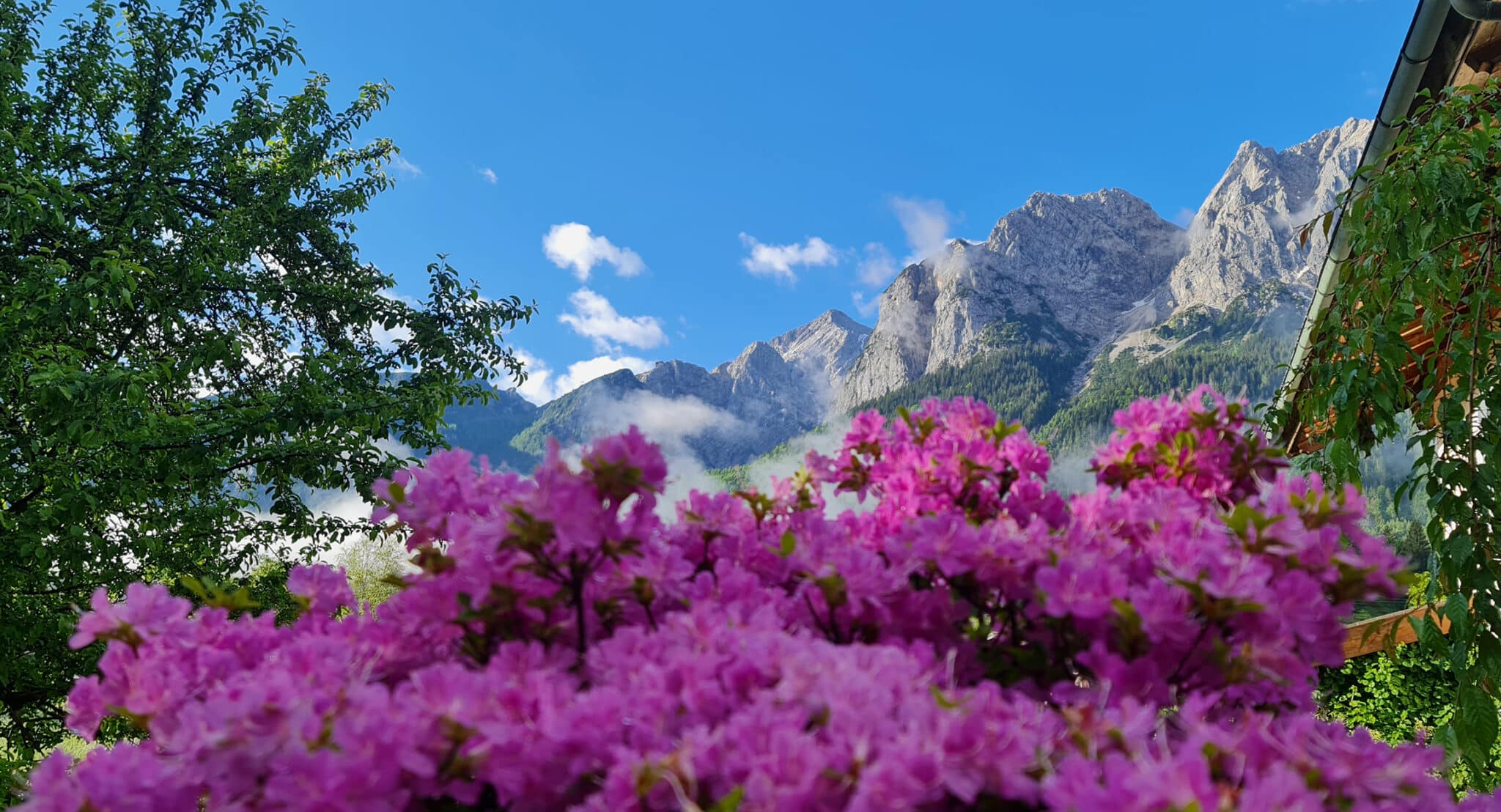 Grainau Blick auf die Waxensteine mit Alpspitze, Blumen im Vordergrund