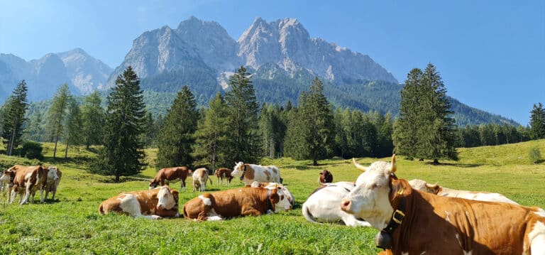 Grainau im Sommer, Wiese mit Kühen. Im Hintergrund Alpspitze und Waxensteine