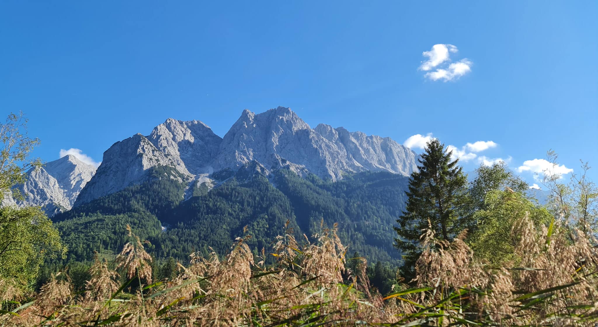 Grainau im Sommer. Vordergrund Schilf vom Vorwärmer und im Hintergrund Alpspitze und die Waxensteine.