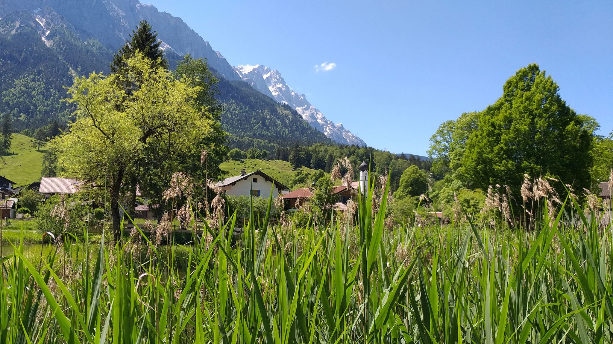 Grainau im Sommer. Vordergrund Schilf vom Vorwärmer und im Hintergrund Zugspitzgrad und die Zugspitze.